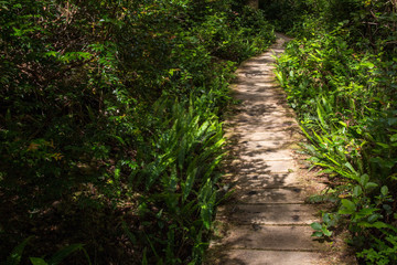 Wooden Pathway Trail in Olympic National Park Washington Ozette