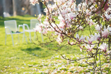 Magnolia en fleurs dans le parc