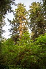 Fototapeta na wymiar Hoh Rainforest in Olympic National Park, Washington State, USA