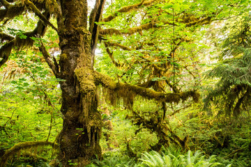 Fototapeta premium Olympic National Park Hoh Rainforest The Epic Hall Of Mosses