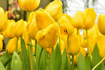 Obraz premium Yellow tulips close up background