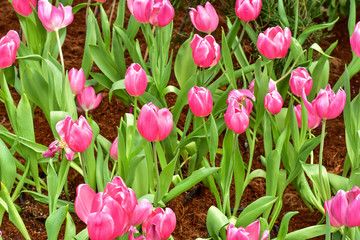 pink tulips close up background