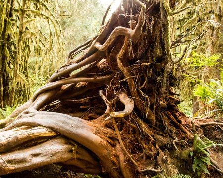Hoh Rainforest in Olympic National Park, Washington State, USA