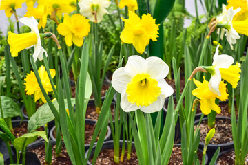 Obraz premium daffodil flower close up background