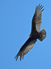 Fototapeta premium Turkey Vulture in Flight