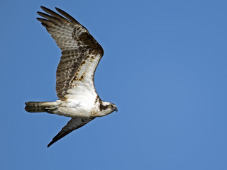 Osprey in Flight
