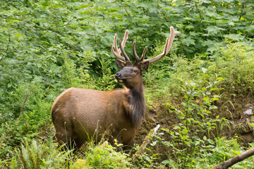 Roosevelt Elk olympic national park hoh rainforest