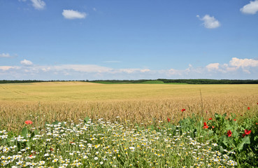 Wheat field in summer
