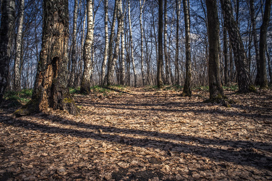 Fototapeta Road in the spring forest