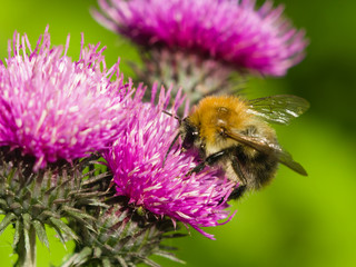 bee on scotch thistle flower macro, selective focus