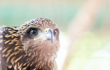 Hawk Eye