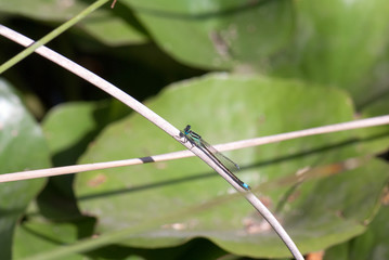 Damselfly (caballito del diablo)