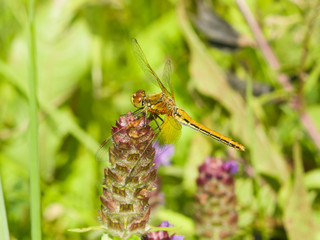 Yellow dragonfly on a weed macro, selective focus