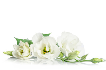 Beautiful eustoma flowers isolated on white background and free