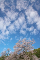 花火が上がったような青空と桜の木