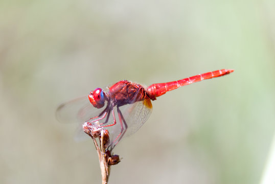 Red dragonly