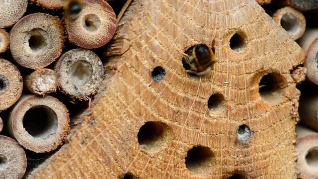 wild bee Osmia bicornis flying on insect shelter.