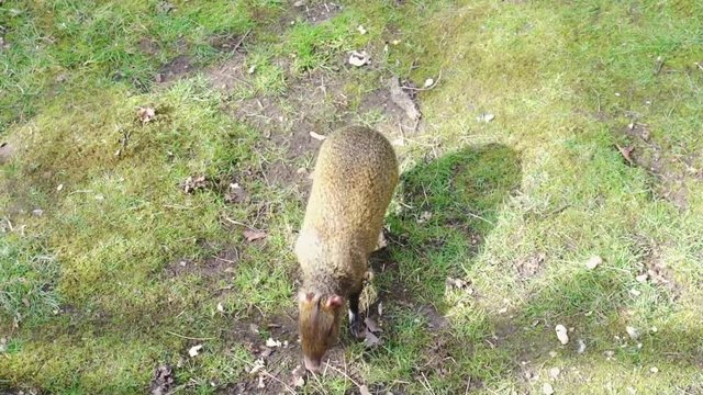 An azara's agouti walking on grass