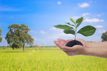 Fototapeta na wymiar human hand holding growing plant for save environment