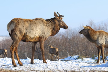 Herd of deer in the winter