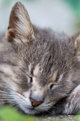 Obraz premium Close head shot of grey sleeping cat