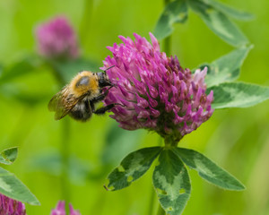 bee at red clover flower macro