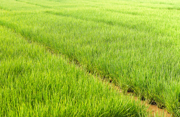 paddy field of rice