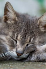 Fototapeta na wymiar Close head shot of grey sleeping cat
