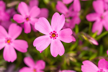 芝桜のクローズアップ