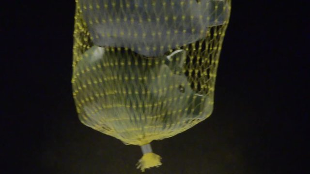 108036281 