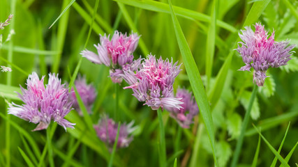 purple chives blooming in the herb bed macro, selective focus, shallow dof