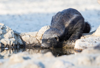 Honey Badger drinking