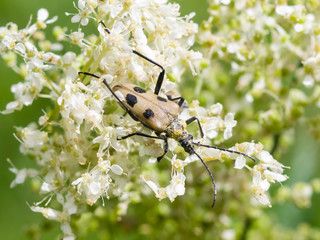 spotted longhorn beetle on a blooming meadowsweet