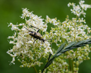 spotted longhorn beetle on a blooming meadowsweet