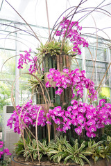 pink orchid in the indoor garden