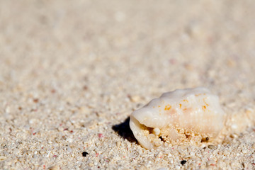 Fototapeta na wymiar Vintage Waves approaching sea shells lying on sand during sunrise.