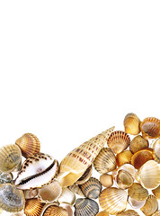 shells 