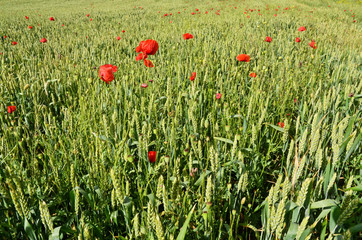 Wheat field in spring