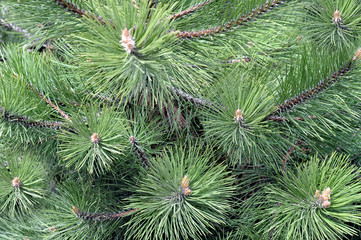 Spruce branches on a green background.The blue spruce, green spr