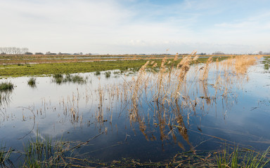Flooded nature reserve at the end of winter