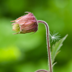 Water avens, geum rivale flower with small fuzz macro on a blurred background, selective focus, shallow DOF