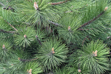 Spruce branches on a green background.The blue spruce, green spr