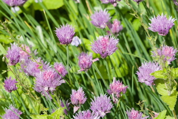 purple chives blooming in the herb bed macro, selective focus, shallow dof