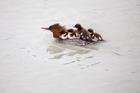common merganser alaska Juneau in glacier lake
