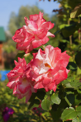 Pink rose sort "Laetitia Casta", fine of nursery of roses "Meilland" (France) against blur background.