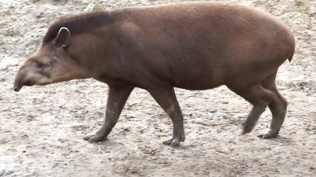 A brazilian tapir walking in a swamp