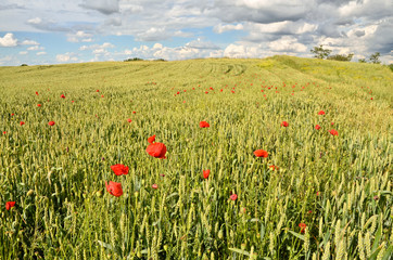 Wheat field in summer
