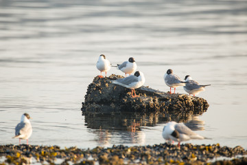 Common Tern or arctic tern glacier bay alaska