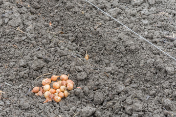 Pile of baby onion bulbs on the flower bed