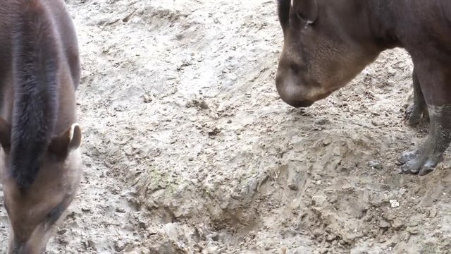 Two tapirs feeding in a swamp